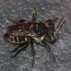 Megachile albitarsis