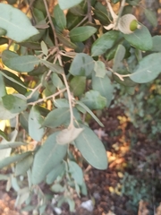 Quercus rotundifolia