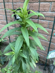 Symphyotrichum novae-angliae