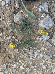 Lomatium minimum