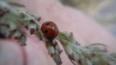Coccinella septempunctata