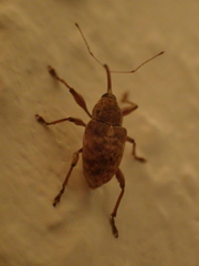 Curculio elephas