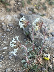 Ipomopsis spicata tridactyla