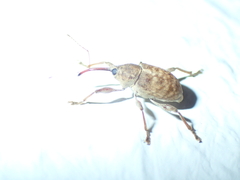 Curculio elephas