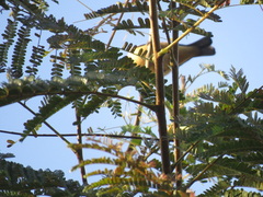 Conirostrum speciosum