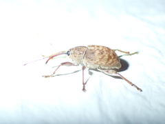 Curculio elephas