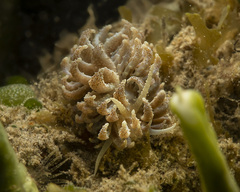 Phyllodesmium crypticum