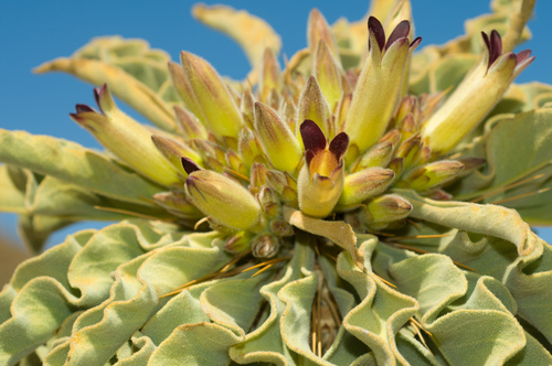 Pachypodium namaquanum