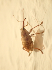 Curculio elephas