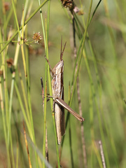 Mermiria intertexta