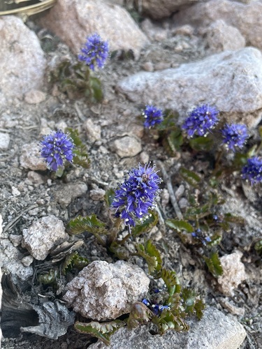 Image of Veronica utahensis by (c) Matt Berger, some rights reserved (CC BY)
