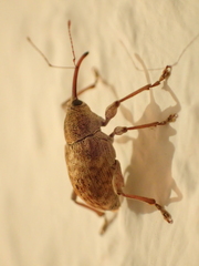 Curculio elephas