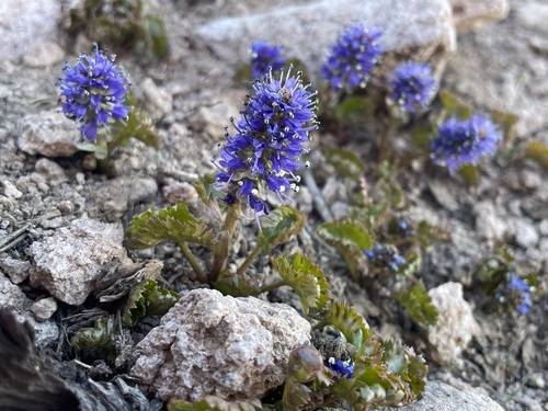 Image of Veronica utahensis by (c) Matt Berger, some rights reserved (CC BY)