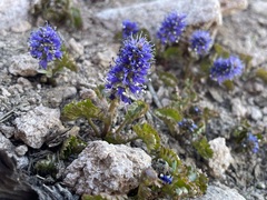 Veronica utahensis
