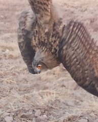 Bubo bubo hispanus
