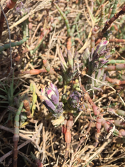 Chloropyron maritimum