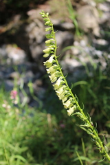 Digitalis lutea lutea