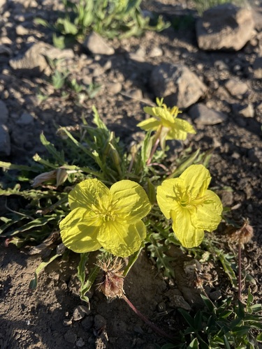 Image of Oenothera flava by (c) Matt Berger, some rights reserved (CC BY)
