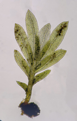 Fissidens ovatifolius