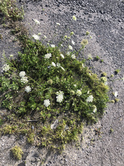 Daucus carota