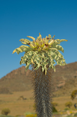 Madagascar Palm (Pachypodium)
