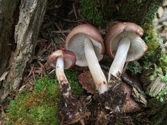 Rhodocollybia prolixa distorta