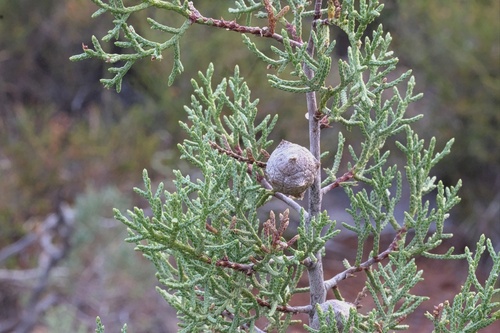cuyamaca cypress (Hesperocyparis stephensonii)