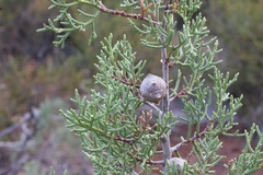 Cupressus stephensonii
