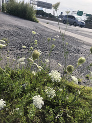 Daucus carota