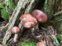 Rhodocollybia prolixa distorta