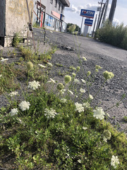 Daucus carota