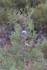 Cupressus stephensonii