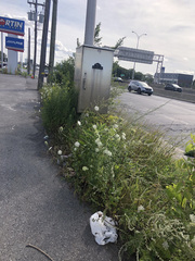 Daucus carota