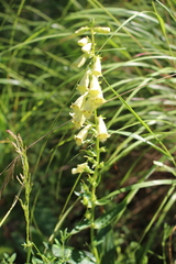 Digitalis lutea lutea