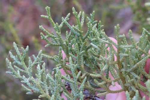 Image of Hesperocyparis stephensonii by (c) Madeleine Claire, some rights reserved (CC BY)