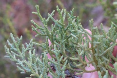 Cupressus stephensonii