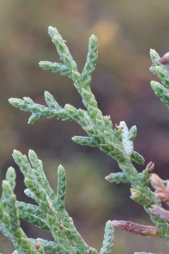 Image of Hesperocyparis stephensonii by (c) Madeleine Claire, some rights reserved (CC BY)