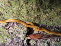 Bipalium nobile