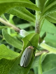 Photinus marginellus