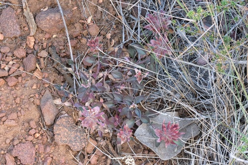 Image of Monardella macrantha by (c) Madeleine Claire, some rights reserved (CC BY)