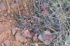 Monardella macrantha