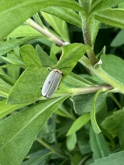 Photinus marginellus