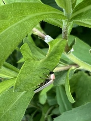 Photinus marginellus