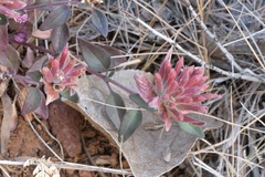 Monardella macrantha