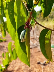 Passiflora cristalina