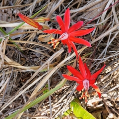 Passiflora cristalina