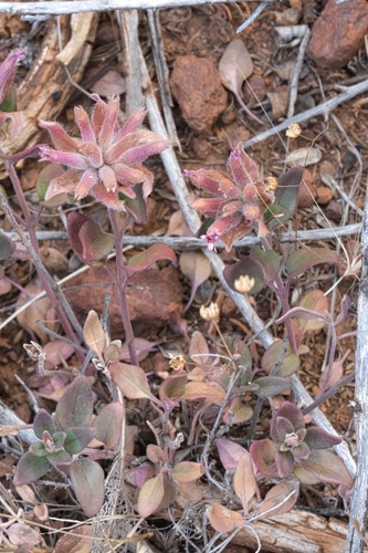 Image of Monardella macrantha by (c) Madeleine Claire, some rights reserved (CC BY)