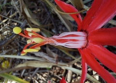 Passiflora cristalina