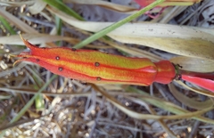Passiflora cristalina