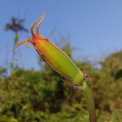 Passiflora cristalina